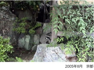 2005年8月京都のアライグマ
