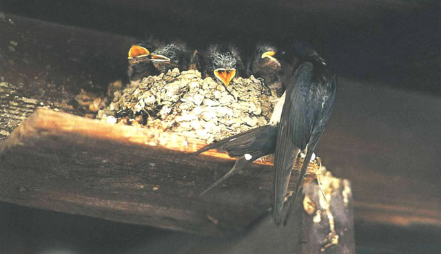 親鳥から給餌される雛鳥