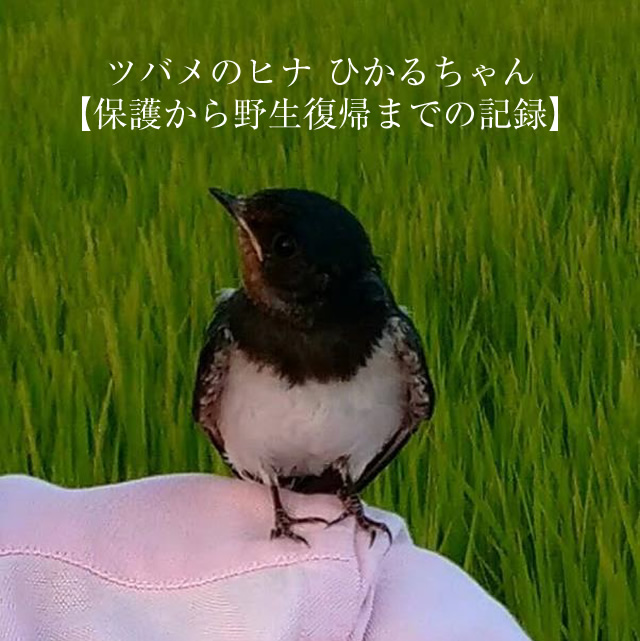 ツバメのヒナ ひかるちゃん【保護から 野生 復帰までの記録】